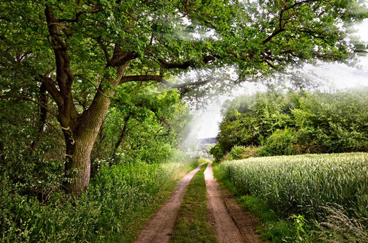Edge Woods