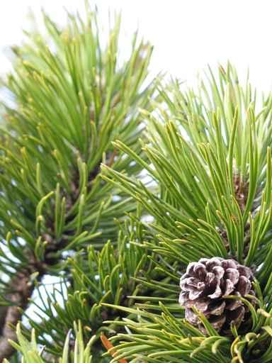 Herbst Tirol Pine Tree and Pinecone Wall Decal