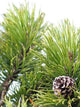 Herbst Tirol Pine Tree and Pinecone Wall Decal