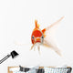 Red and White Koi Fish Wall Decal