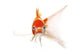 Red and White Koi Fish Wall Decal