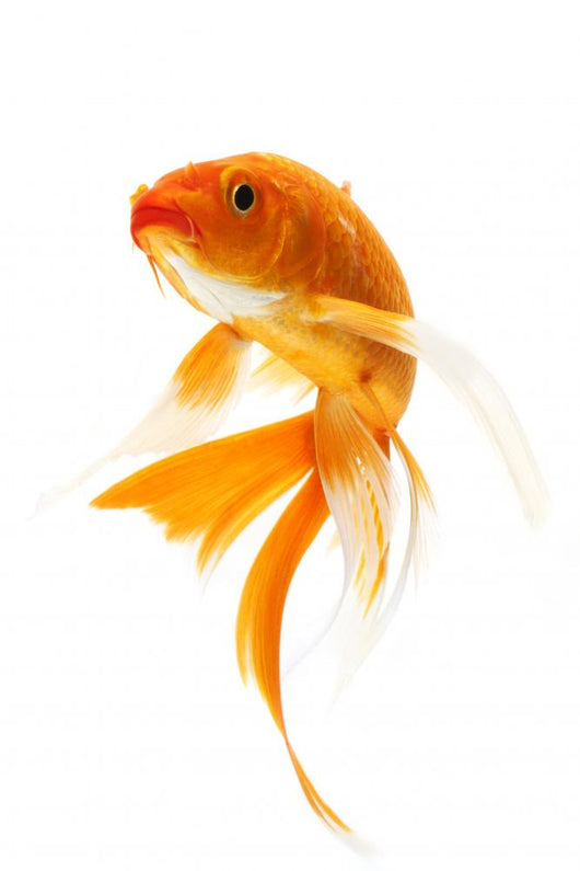 Golden Koi Fish Wall Decal