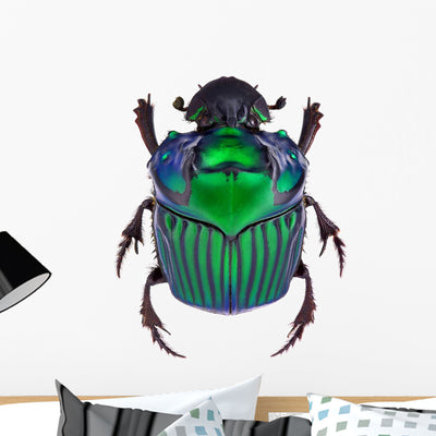Dung Beetle Oxysternon Conspicillatum shown on a wall