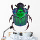 Dung Beetle Oxysternon Conspicillatum