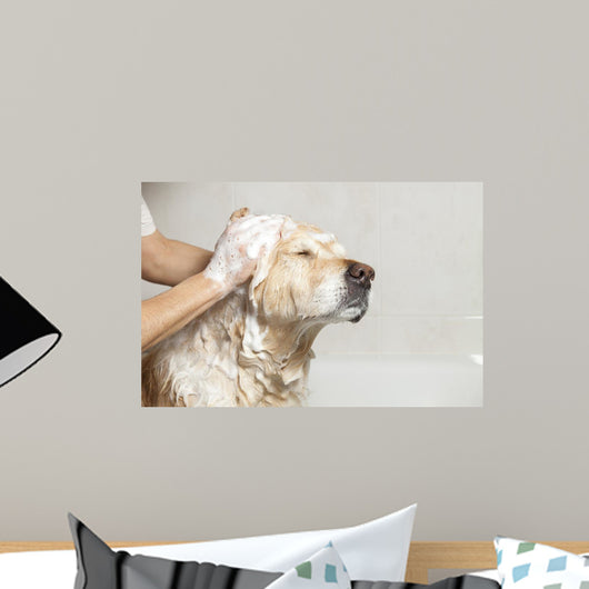 Bathroom to Dog