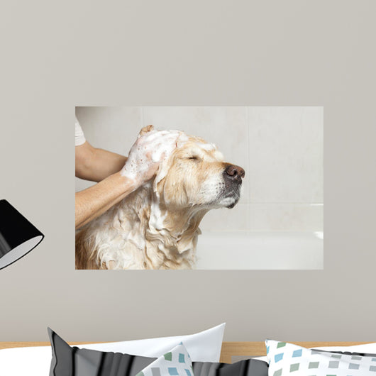 Bathroom to Dog