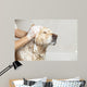 Bathroom to Dog