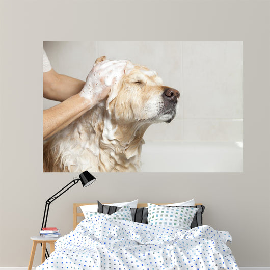Bathroom to Dog