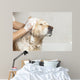 Bathroom to Dog