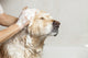 Bathroom to Dog