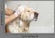 Bathroom to Dog