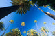California palm trees Wall Mural