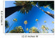 California palm trees Wall Mural