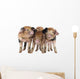 Three Oxford Sandy and Wall Decal