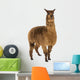 Alpaca against white background Wall Decal
