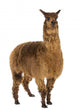Alpaca against white background Wall Decal