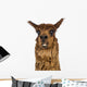 Close-up of Alpaca smiling against white background Wall Decal