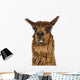 Close-up of Alpaca smiling against white background Wall Decal