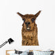 Close-up of Alpaca smiling against white background Wall Decal
