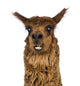 Close-up of Alpaca smiling against white background Wall Decal