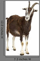 Toggenburg Goat against White Wall Decal