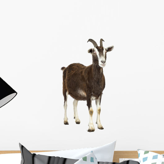 Toggenburg goat looking away Wall Decal