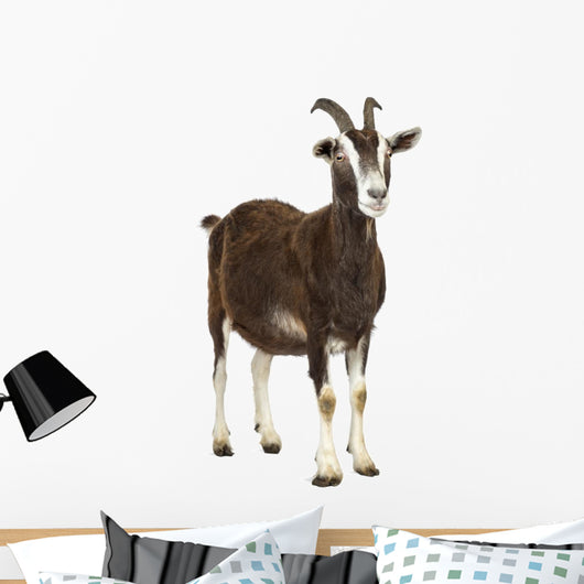 Toggenburg goat looking away Wall Decal