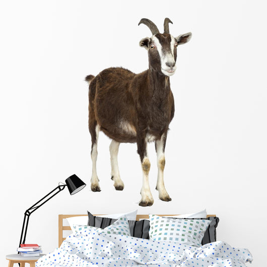 Toggenburg goat looking away Wall Decal