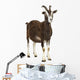 Toggenburg goat looking away Wall Decal