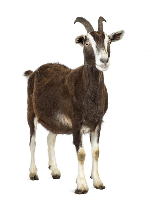 Toggenburg goat looking away Wall Decal
