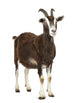 Toggenburg goat looking away Wall Decal