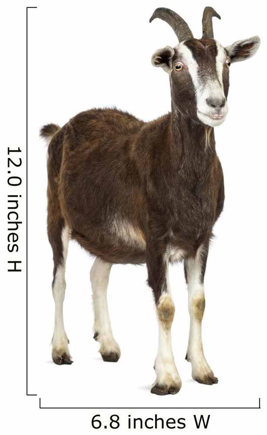 Toggenburg goat looking away Wall Decal