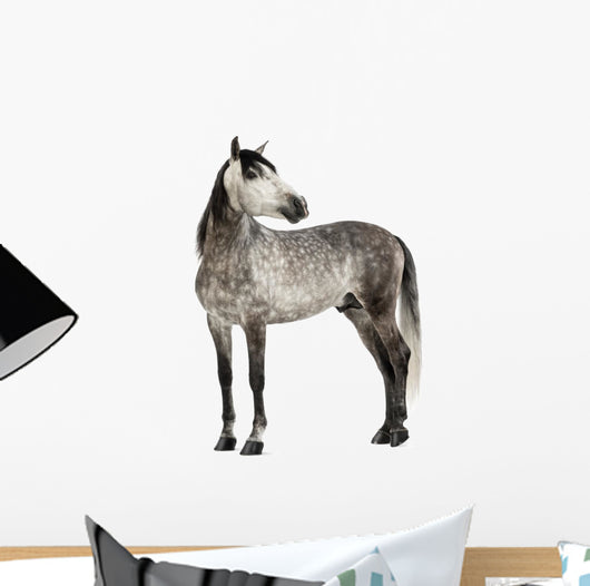 Grey Andalusian Horse Wall Decal