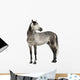 Grey Andalusian Horse Wall Decal