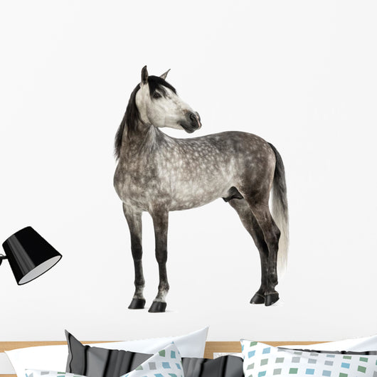 Grey Andalusian Horse Wall Decal