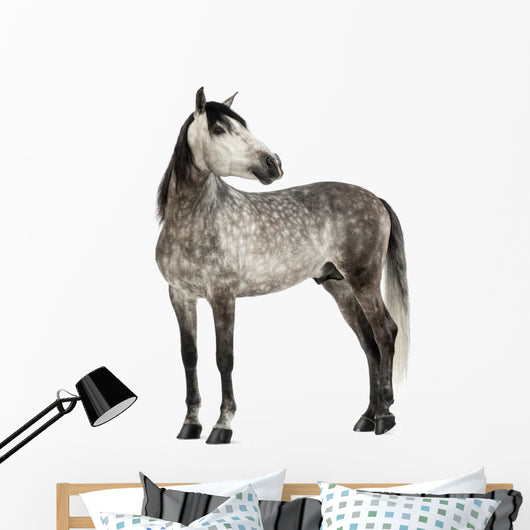Grey Andalusian Horse Wall Decal