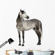Grey Andalusian Horse Wall Decal