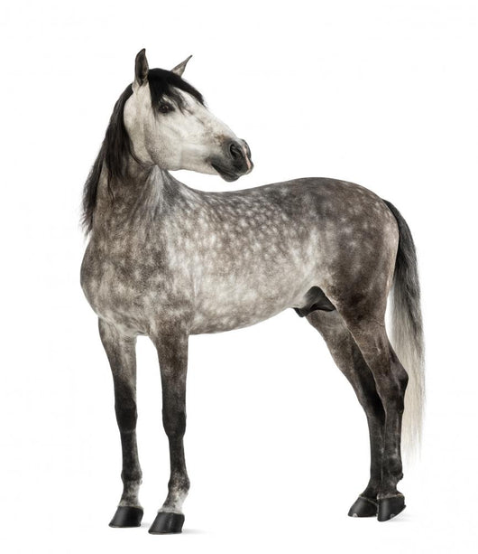 Grey Andalusian Horse Wall Decal