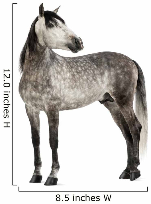 Grey Andalusian Horse Wall Decal