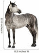Grey Andalusian Horse Wall Decal
