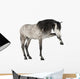 Andalusian Horse Wall Decal