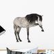Andalusian Horse Wall Decal