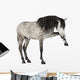 Andalusian Horse Wall Decal