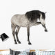 Andalusian Horse Wall Decal