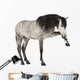 Andalusian Horse Wall Decal
