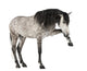Andalusian Horse Wall Decal