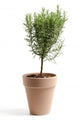 Rosmarin Rosemary