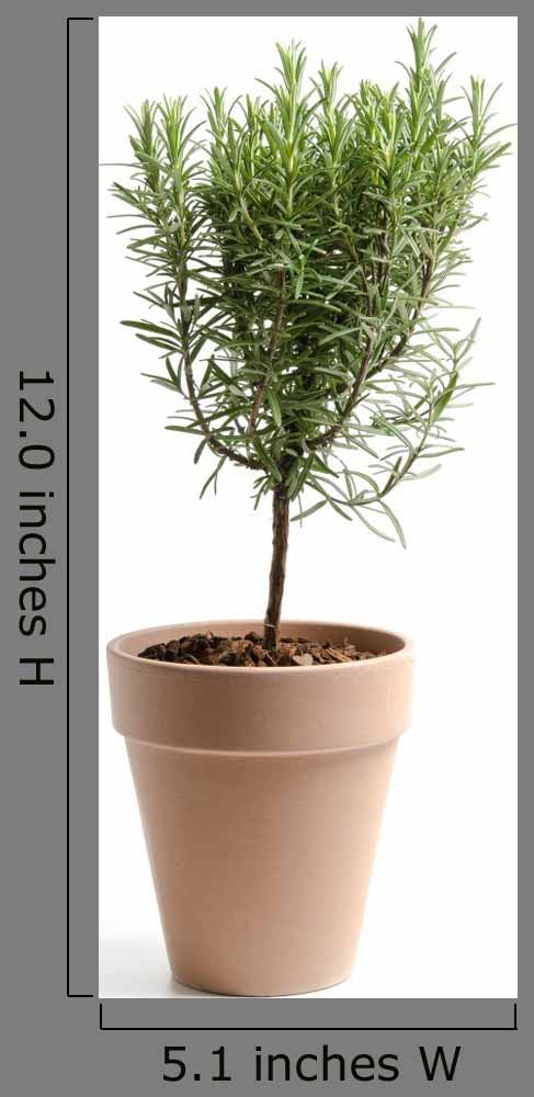 Rosmarin Rosemary