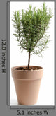 Rosmarin Rosemary