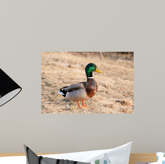 Canard